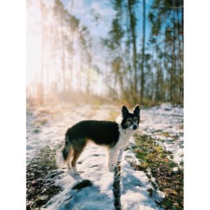 Instagram Picture: dog in forest at winter time
https://www.instagram.com/p/CXYKU3bNbcM/