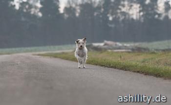 Sprinten