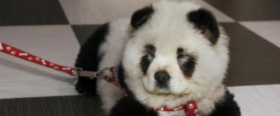 Panda oder Hund