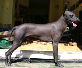 Wikipedia - Peruanischen Nackthund