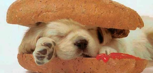 Zeit, den Hund zu essen?