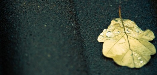 Neu im Fotoblog: Herbstlaub