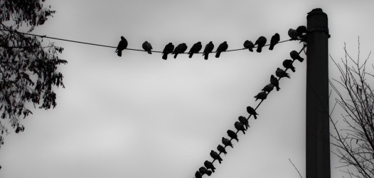 Neu im Fotoblog: Aufgereiht
