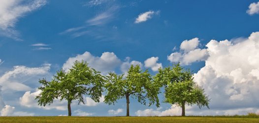Ein Blog - Ein Baum