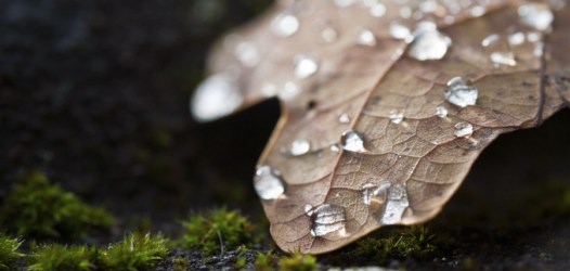 Neu im Fotoblog: Dropje voor Dropje