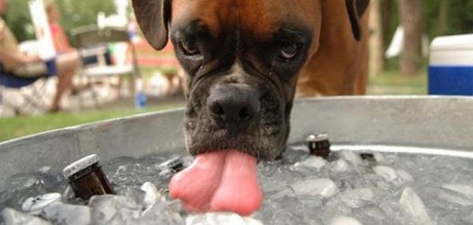 Hol Mir Ma Ne Flasche Bier