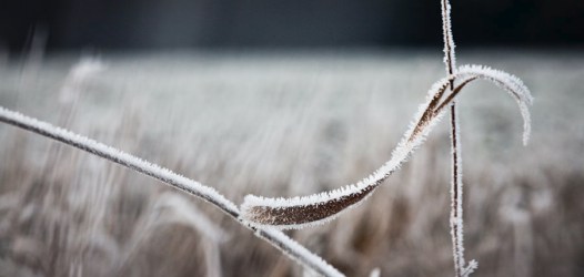 Frost