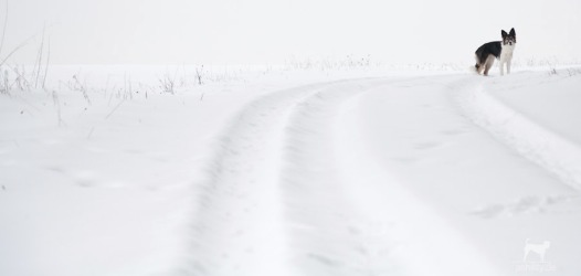 Schneehase