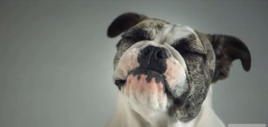 Hunde in Super Slow Motion