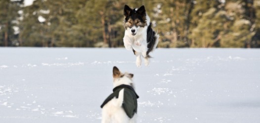 Fliiiiieg