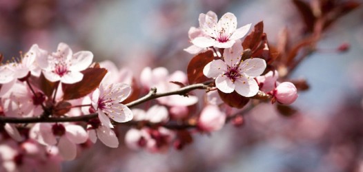 Frühling