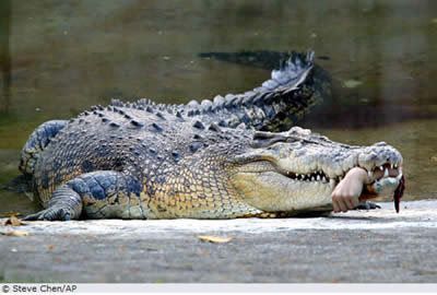 Taiwan Krokodil