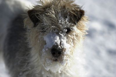 danke für den Schneeball