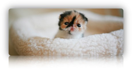 Ladies and Gentlemen, The Cutest Kitten in the World