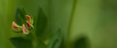 Blumen Makro - Schönheiten von nebenan
