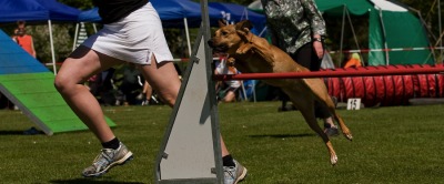 3 Tages Agility Turnier in Steppach