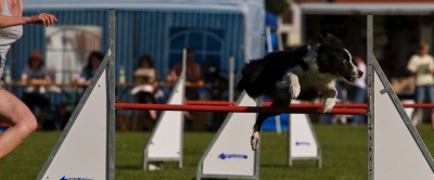 3 Tages Agility Turnier in Steppach