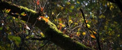 Herbstfarben