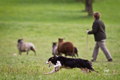 Hund, Handler und Schafe